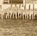 3 sheepbuttsep